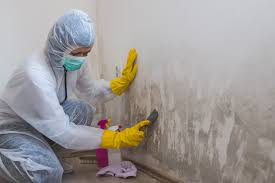 Professional Mold Remediation in Hopkinsville, KY